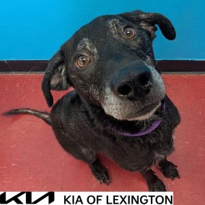 Website Pet Pictures - 2026-09-25T141103.869