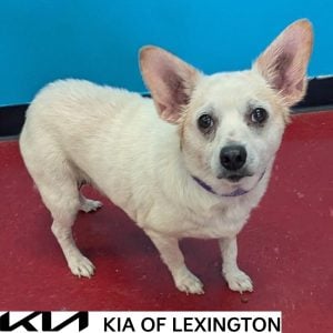 Website Pet Pictures - 2026-09-25T141503.838