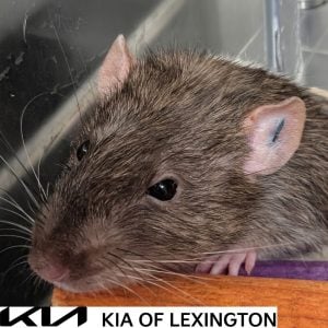 Website Pet Pictures - 2026-09-27T094017.552
