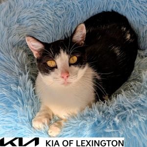 Website Pet Pictures - 2026-09-27T095806.493