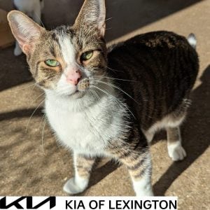 Website Pet Pictures - 2026-09-27T100615.442