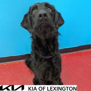 Website Pet Pictures - 2026-09-27T105656.442