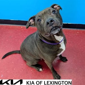 Website Pet Pictures - 2026-09-27T110723.726