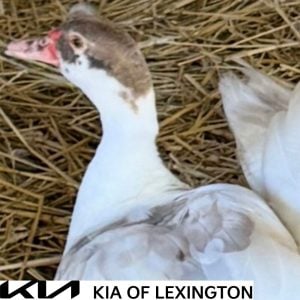 Website Pet Pictures - 2026-09-27T113633.401