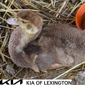 Website Pet Pictures - 2026-09-27T114157.413