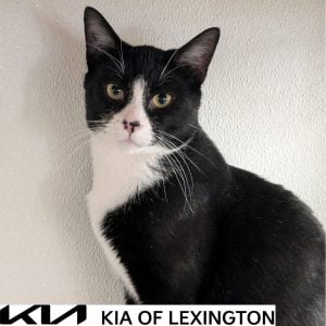 Website Pet Pictures - 2026-09-28T083920.832