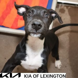 Website Pet Pictures - 2026-09-28T140844.188