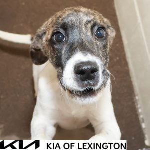 Website Pet Pictures - 2026-09-28T141415.232