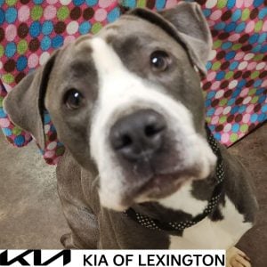 Website Pet Pictures - 2026-10-02T124759.679