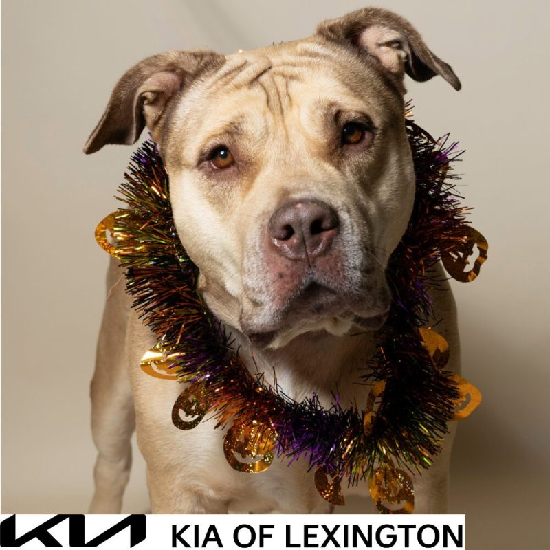 Website Pet Pictures - 2026-10-05T092949.324