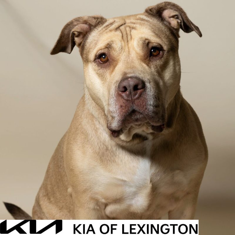 Website Pet Pictures - 2026-10-05T093004.366