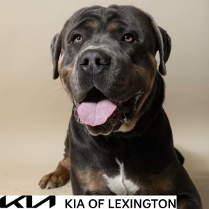 Website Pet Pictures - 2026-10-05T093331.635