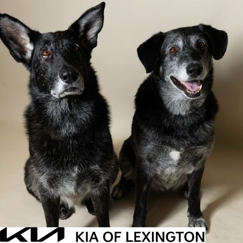 Website Pet Pictures - 2026-10-05T095906.847