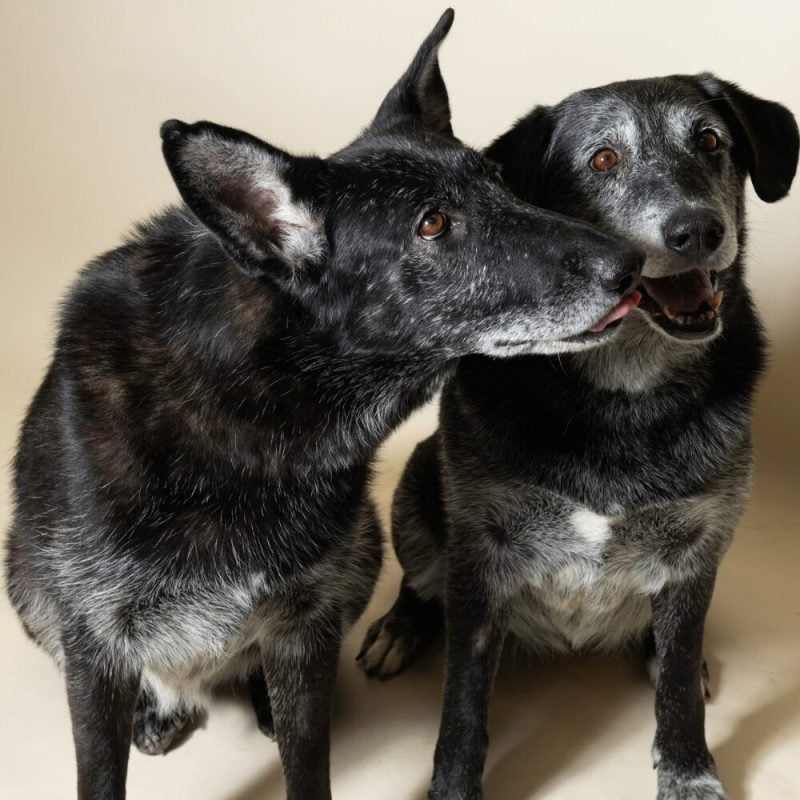 Website Pet Pictures - 2026-10-05T095936.095