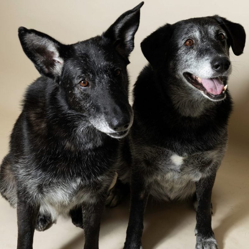 Website Pet Pictures - 2026-10-05T100003.930