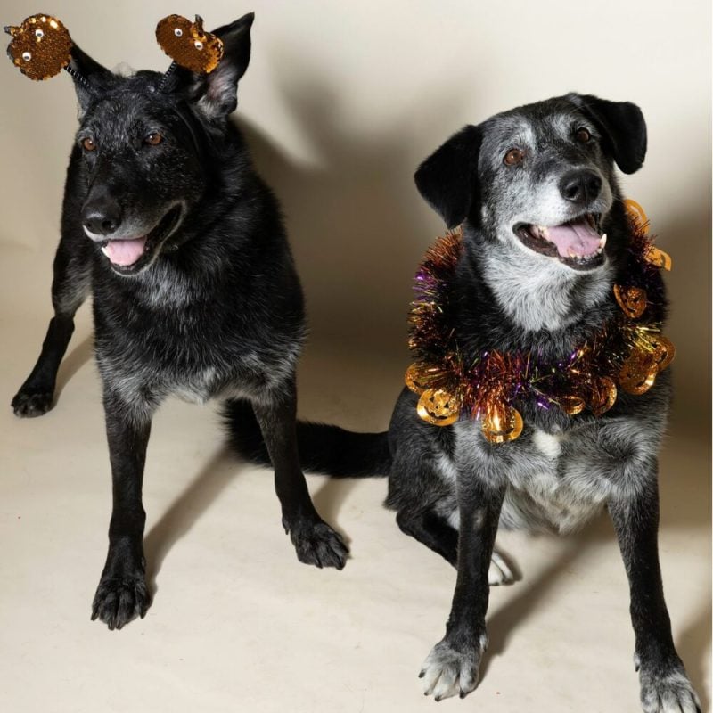Website Pet Pictures - 2026-10-05T100301.331