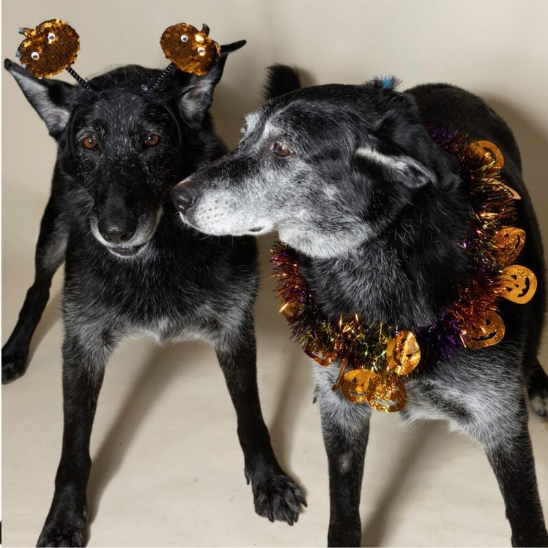 Website Pet Pictures - 2026-10-05T100331.009