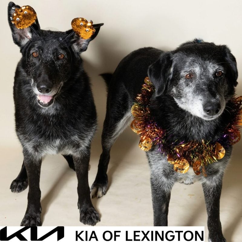 Website Pet Pictures - 2026-10-05T100432.798