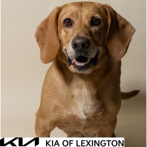 Website Pet Pictures - 2026-10-05T101104.323