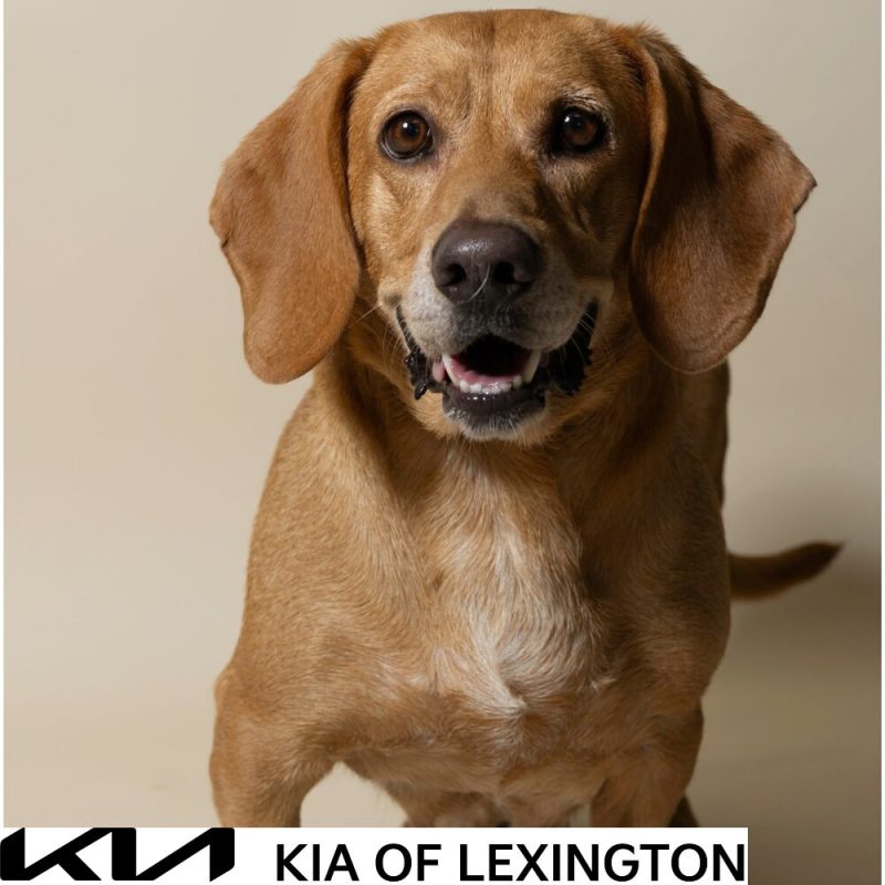 Website Pet Pictures - 2026-10-05T101104.323