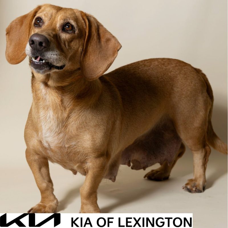 Website Pet Pictures - 2026-10-05T101132.506