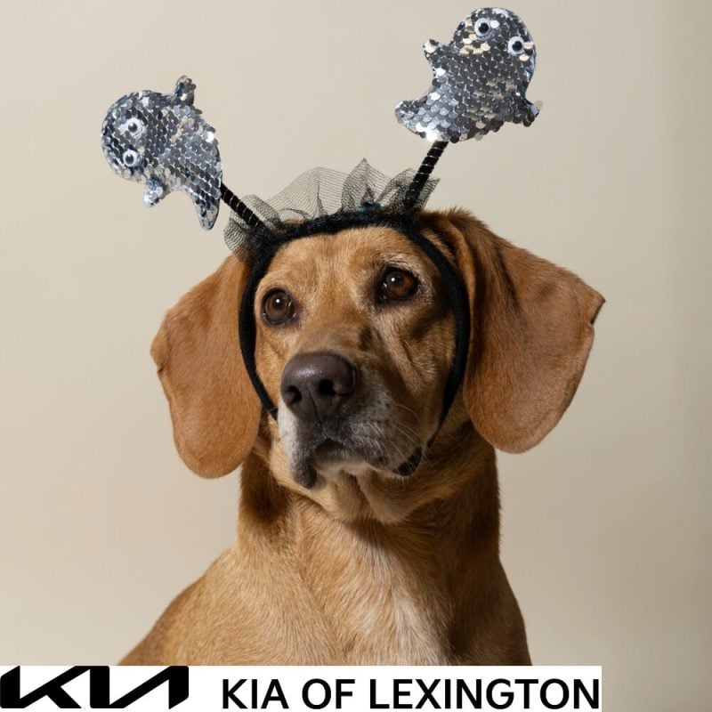 Website Pet Pictures - 2026-10-05T101353.244