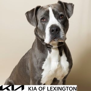 Website Pet Pictures - 2026-10-05T112511.480