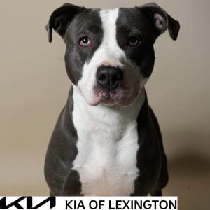 Website Pet Pictures - 2026-10-05T125632.275
