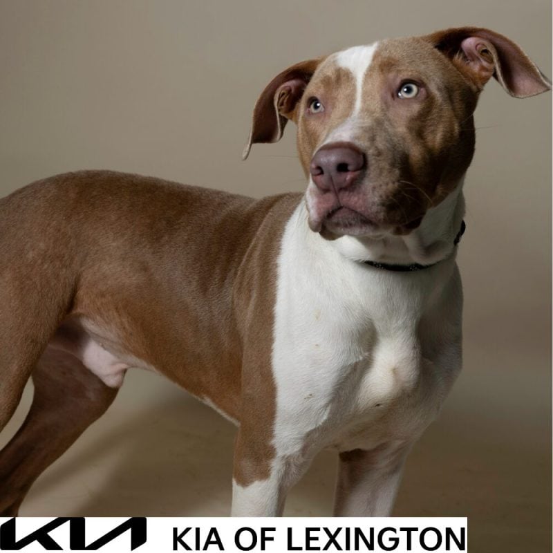 Website Pet Pictures - 2026-10-05T130000.029