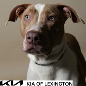 Website Pet Pictures - 2026-10-05T130029.039