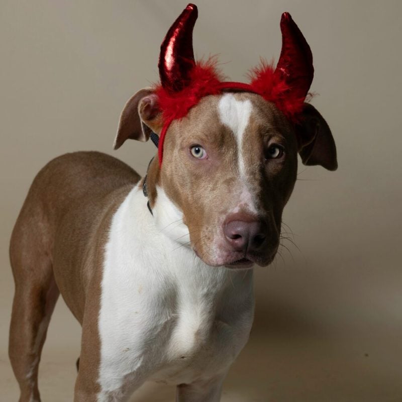Website Pet Pictures - 2026-10-05T130044.260