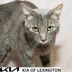 Website Pet Pictures - 2026-10-05T161516.926