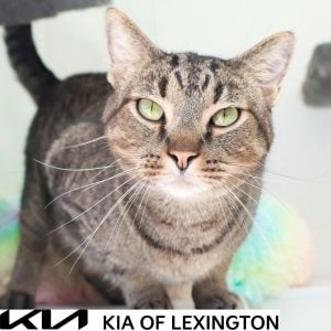 Website Pet Pictures - 2026-10-05T161752.913