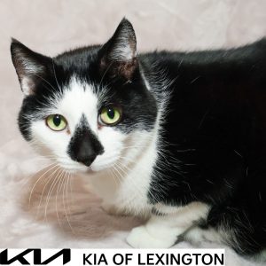 Website Pet Pictures - 2026-10-05T161951.911