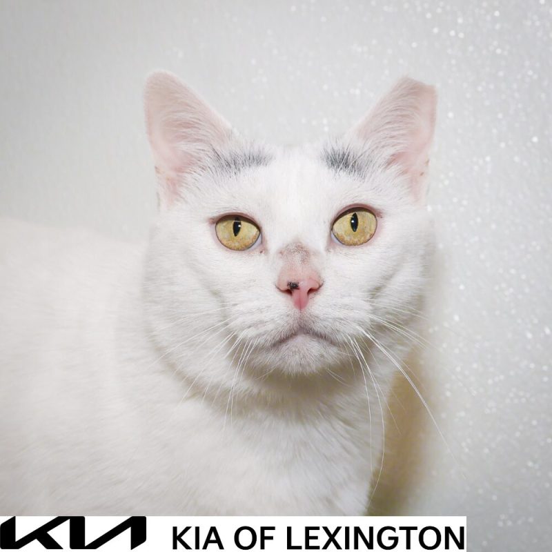 Website Pet Pictures - 2026-10-05T162135.903