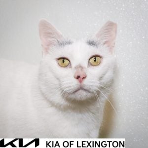 Website Pet Pictures - 2026-10-05T162135.903
