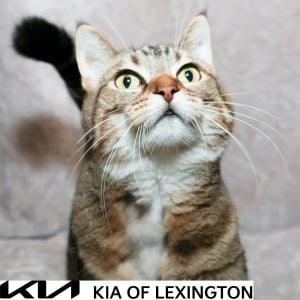 Website Pet Pictures - 2026-10-05T162310.896