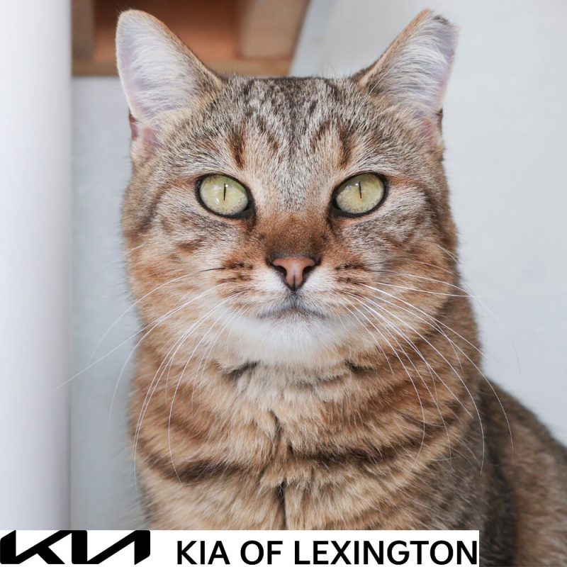 Website Pet Pictures - 2026-10-06T094318.937