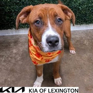 Website Pet Pictures - 2026-10-11T145847.019