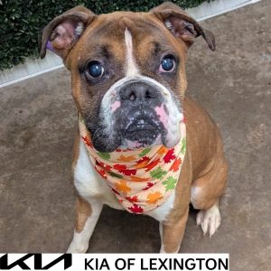 Website Pet Pictures - 2026-10-11T150212.020