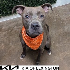 Website Pet Pictures - 2026-10-11T151508.974