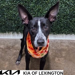 Website Pet Pictures - 2026-10-11T152354.373