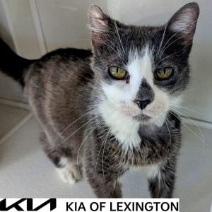 Website Pet Pictures - 2026-10-12T114516.567