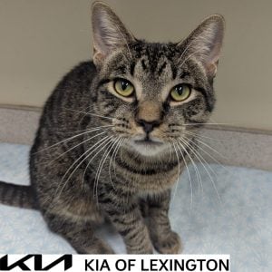 Website Pet Pictures - 2026-10-12T135017.555
