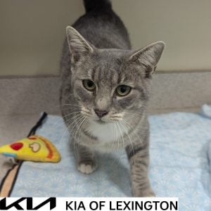 Website Pet Pictures - 2026-10-12T135410.548