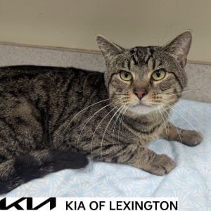 Website Pet Pictures - 2026-10-12T135701.868