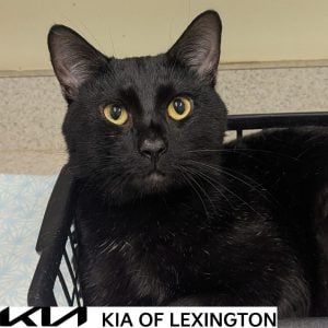 Website Pet Pictures - 2026-10-12T140542.638