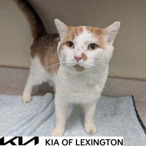 Website Pet Pictures - 2026-10-12T141312.607