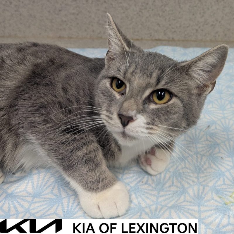 Website Pet Pictures - 2026-10-12T141609.535