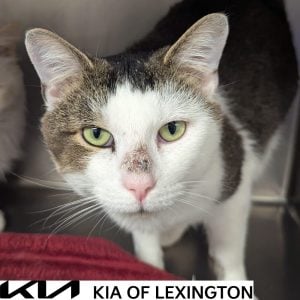 Website Pet Pictures - 2026-10-12T141829.513